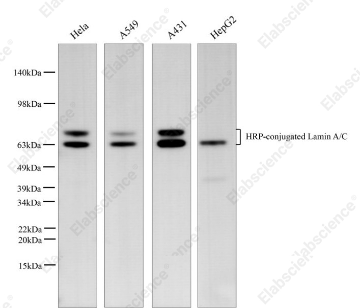 Вестерн-блоттинг, Lamin A/C, клеточные линии HL-60, U87-MG, HeLa, SH-SY5Y, THP-1