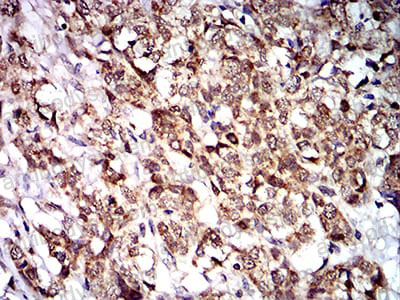 Валидация AntibodySystem RHH16401 (3207)