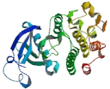 Discoidin Domain Receptor Family, Member 2 (DDR2) Discoidin Domain Receptor Family, Member 2 (DDR2)
