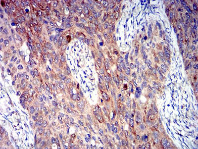 Валидация AntibodySystem RHE83601 (2357)