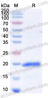 Валидация AntibodySystem YHC23701