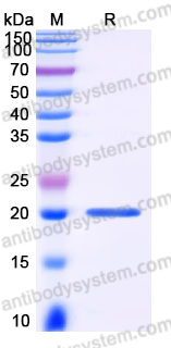 YHH10703, SDS-PAGE