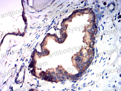 Валидация AntibodySystem RHN98102 (4027)