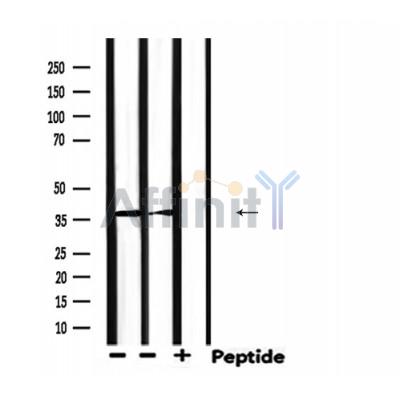 Валидация Affinity DF6613 - 18071