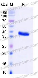 EHB22601, SDS-PAGE