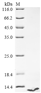 SDS-PAGE