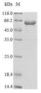 SDS-PAGE