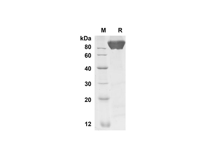 Валидация Elabscience PDMH100284(900)