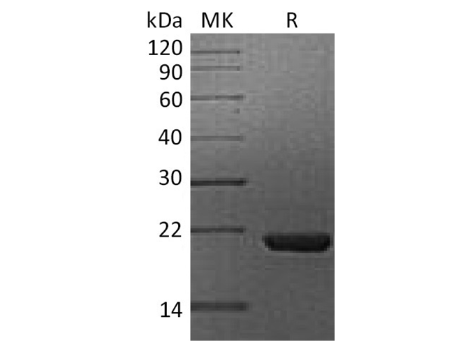 Валидация Elabscience PKSH033569(3865)