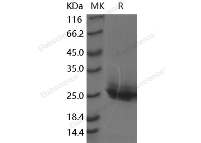 Валидация Elabscience PKSH030507(1420)