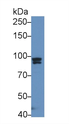 17475