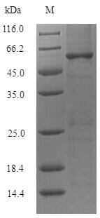 SDS-PAGE