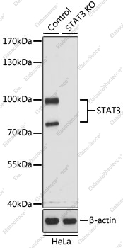 Вестерн-блоттинг, STAT3, клетки HeLa
