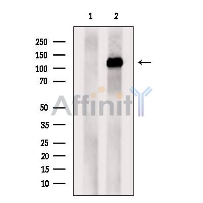 Валидация Affinity DF9706 - 22492