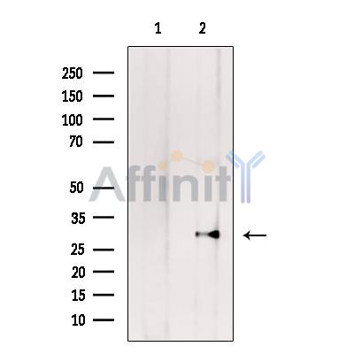 Валидация Affinity DF9137 - 21467