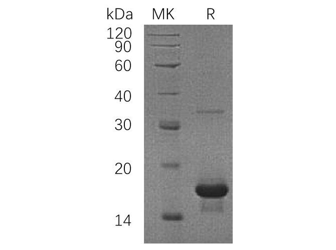 Валидация Elabscience PKSH033379(3710)