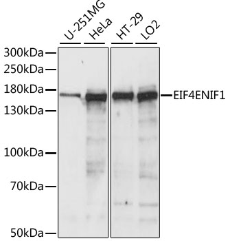 Валидация Elabscience E-AB-66450