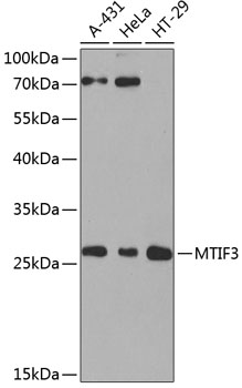 Валидация Elabscience E-AB-62586