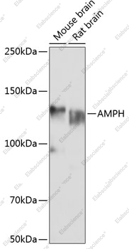 Вестерн-блоттинг, AMPH, различные клеточные линии
