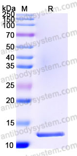 AHC81803, SDS-PAGE