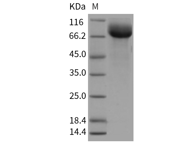 Валидация Elabscience PKSR030295(5641)