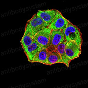Валидация IF - AntibodySystem RHB21702