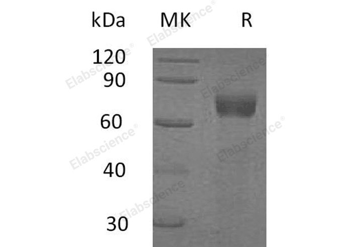 Валидация Elabscience PKSH032575(3026)