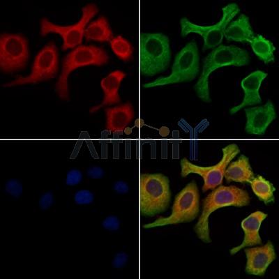 Валидация Affinity DF9933 - 22929