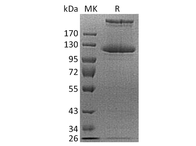 Валидация Elabscience PKSH033712(3990)