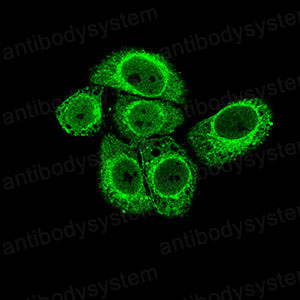 Валидация IF - AntibodySystem RHG58203 (1248)