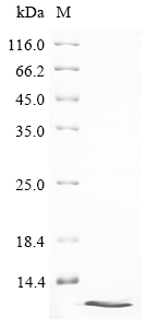 SDS-PAGE