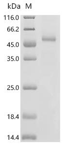 SDS-PAGE