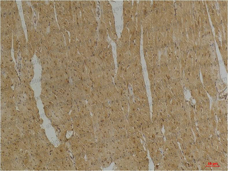 Валидация AntibodySystem RHD25501