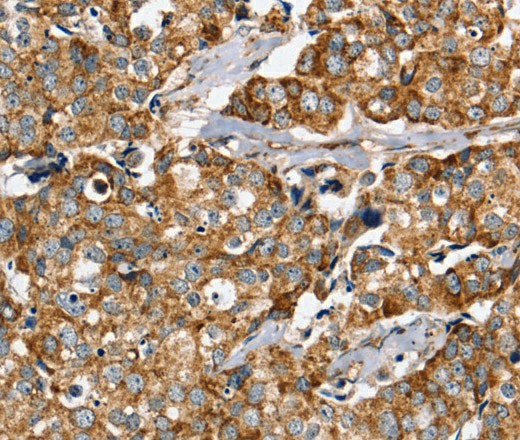 Валидация Elabscience E-AB-16730