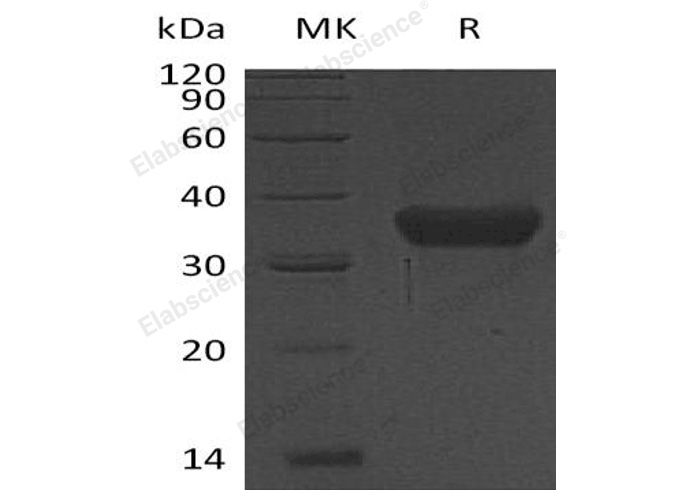 Валидация Elabscience PKSH032669(3103)