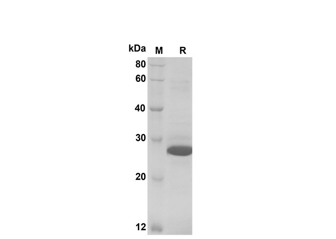 Валидация Elabscience PDEH100602(114)