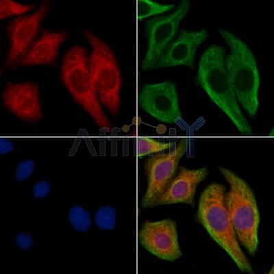 Валидация Affinity DF2538 - 13199