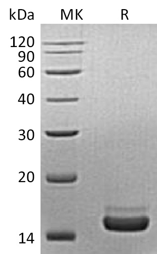 Валидация Elabscience PKSM041296(5192)