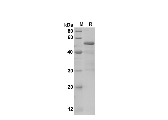 Валидация Elabscience PDEH100605(117)