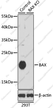Вестерн-блоттинг, BAX, клетки 293T