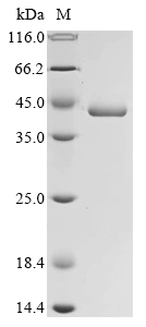 SDS-PAGE