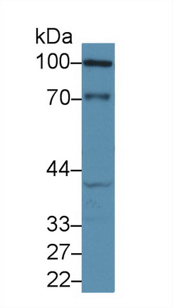 9736