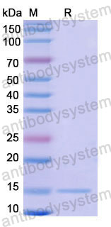 Валидация SDS-PAGE - AntibodySystem RHC98303