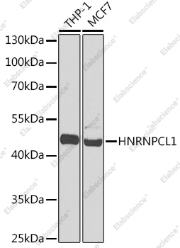 Вестерн-блоттинг, HNRNPCL1, различные клеточные линии