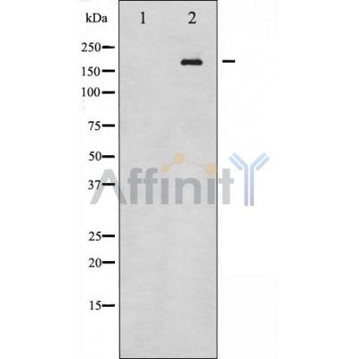 Валидация Affinity AF6445 - 3760