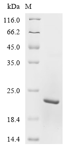 SDS-PAGE