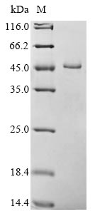 SDS-PAGE