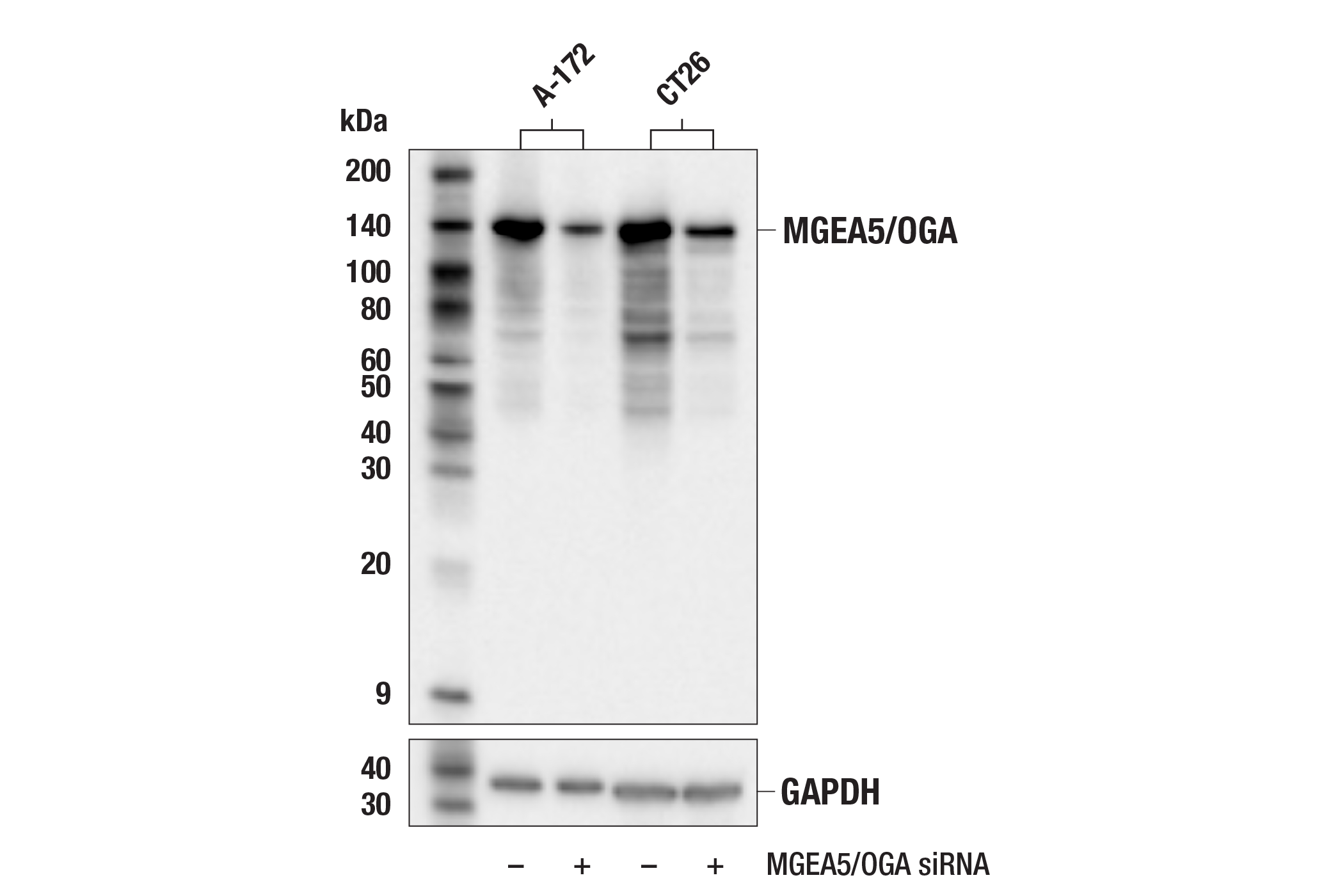 Валидация AssayVector ARM2564(4631)