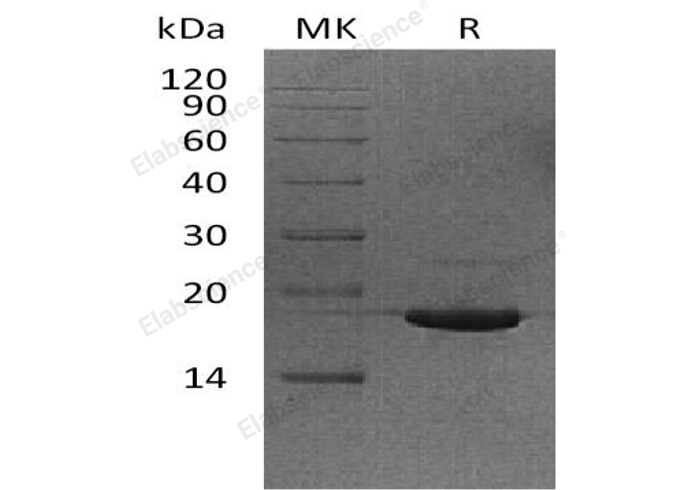 Валидация Elabscience PKSH033191(3541)