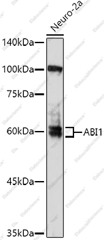 Вестерн-блоттинг, ABI1, клетки Neuro-2a